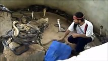 Son travail : sélectionner les cobras pour les charmeurs de serpent