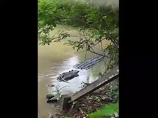 Quand un crocodile de 7m approche du bord en Indonésie. Impressionnant