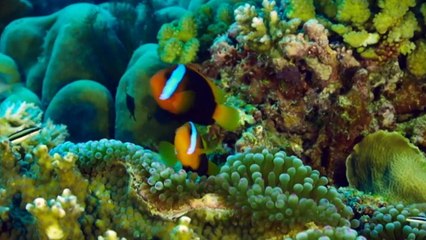 Great Barrier Reef's mass coral spawning event broadens