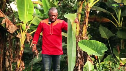 ABONIS, le pangolin au menu