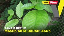 #ICYMI Tanam ketum masuk akta dadah: AADK