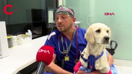 Bacakları kesilmiş bulunan Pamuk, protezle yürüyecek