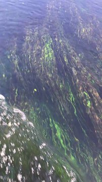 Gökova - Akyaka Azmak Su Altı Görüntüleri 1