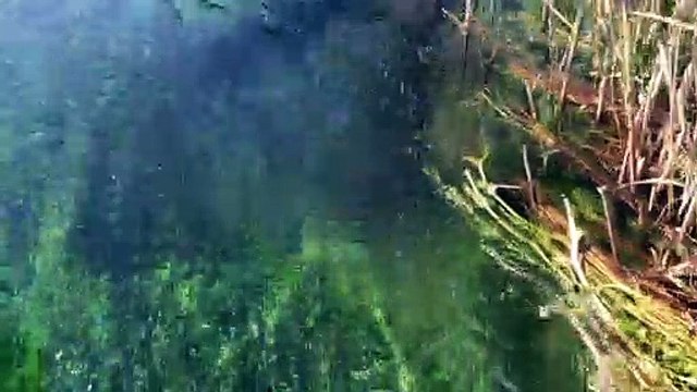 Gökova - Akyaka Azmak Su Altı Görüntüleri 5