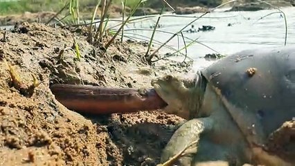 Unique hunting style in riverside.Monster tortoise hunting in big eelfish hole.Best Youtube video