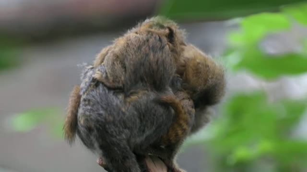 Dos crías gemelas de mono tití pigmeo orientales revolucionan el zoo de Chester