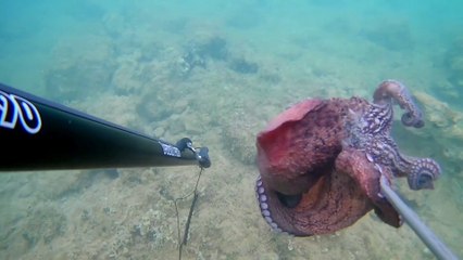 Spearfishing Octopus / Zıpkınla Ahtapot Avı