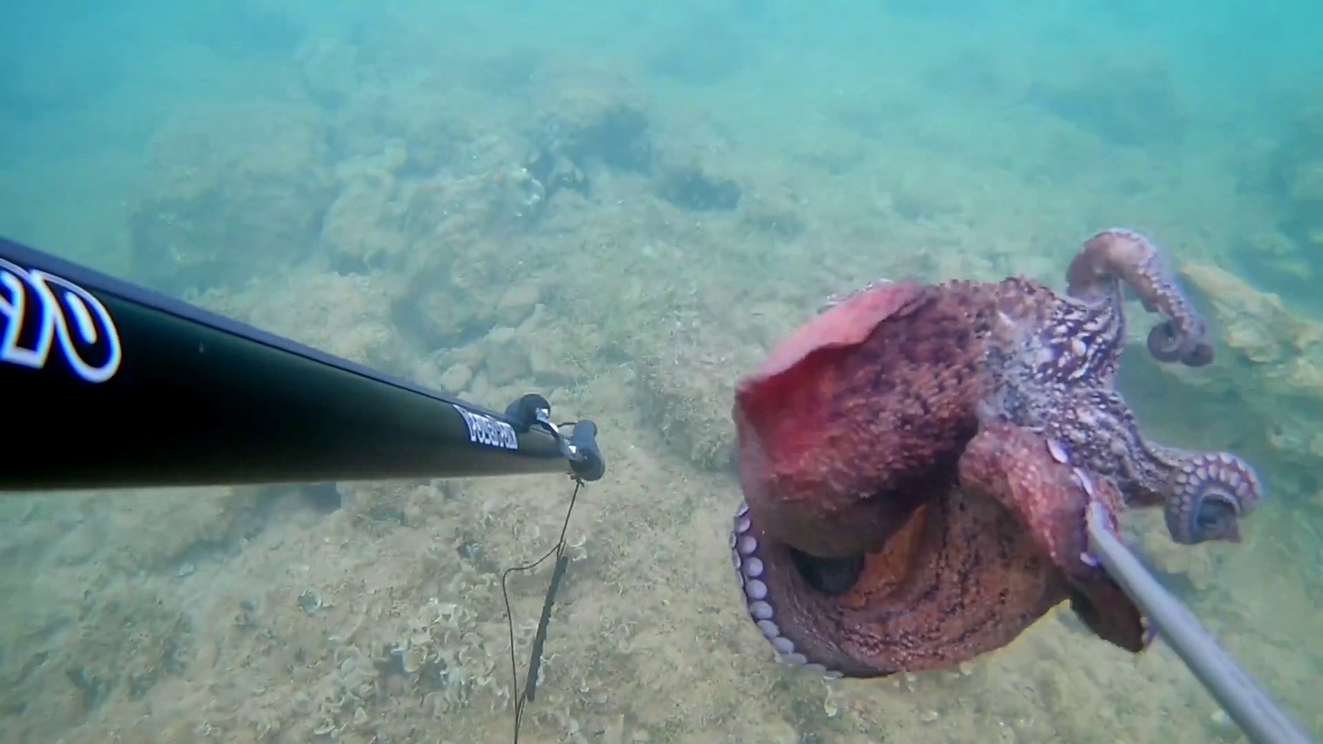 ⁣Spearfishing Octopus / Zıpkınla Ahtapot Avı