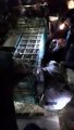 आदमखोर तेंदुए को शनिवार देर रात किया पिंजरे मे कैद, स्वास्थ्य परीक्षण के लिए ले जाया गया देलाबाडी