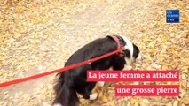 Elle veut noyer sa chienne de la pire des façons, une passante sauve l'animal in extremis (vidéo)