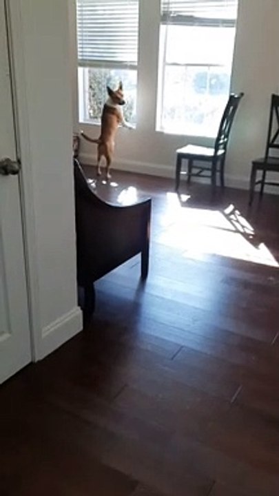 Tucker Carlson and His Window