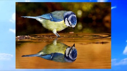 El espejo de la vida (Reflexiones) | Yohan Cala