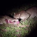 The leopard eats meat directly from the crocodile's mouth.
