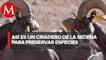 Sedena preserva a especies amenazadas en la zona montañosa de Chihuahua