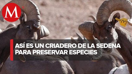 Télécharger la video: Sedena preserva a especies amenazadas en la zona montañosa de Chihuahua