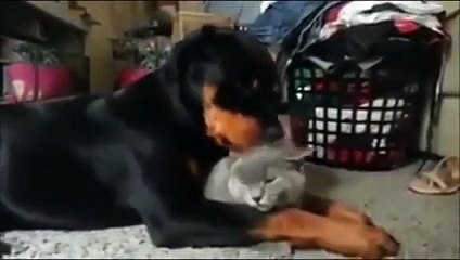Dobermanın kediye yaptıklarına çok şaşıracaksınız