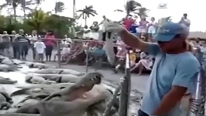 Timsaha yem verirken kolunu kaptırdı!