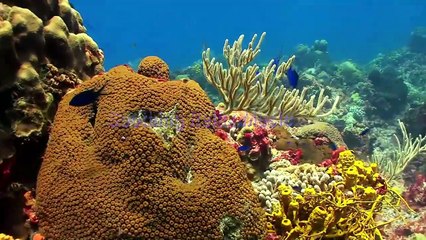 Aquarium relaxing Piano Music for Beautiful Relaxing Music, Sleep Music,Stress Relief.