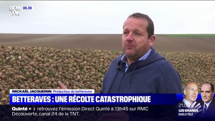 Betteraves: une récolte catastrophique en 2020
