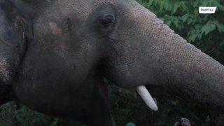 Cher dá as boas-vindas para Kaavan, o elefante mais solitário do mundo, em santuário da vida selvagem