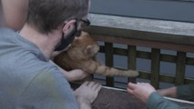 Live Rescue: Trapped Cat is Freed by Animal Rescue