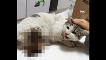 Diyarbakır’da patileri kesilen kedi kurtarılamadı