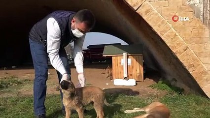 Biga Belediyesi sokak hayvanlarını kısıtlamalarda unutmadı