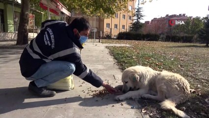 Erzincan’da sokak hayvanlarına mama bırakıldı