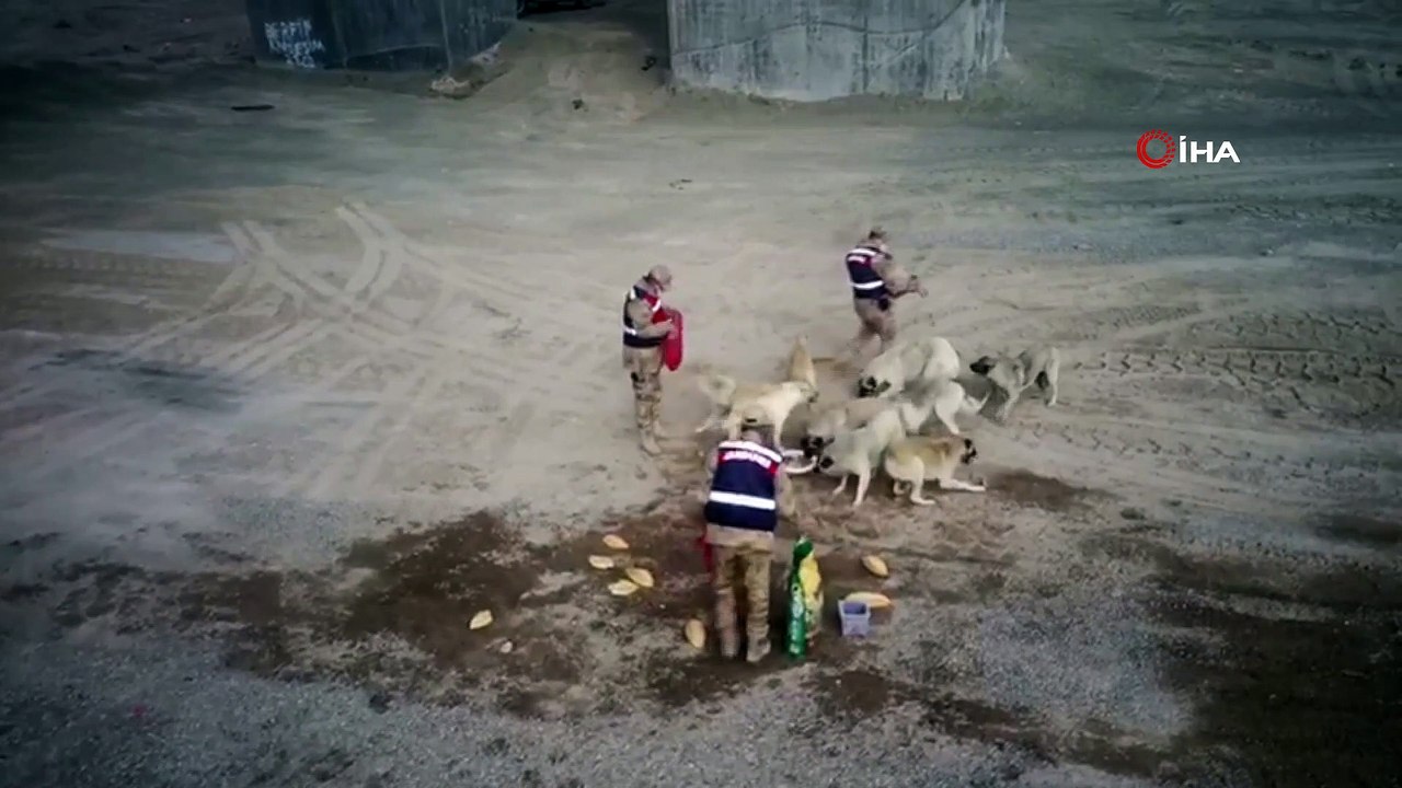 Sarıkamış’ta kısmen boşaltılan köyde sahipsiz köpeklere jandarma sahip çıktı