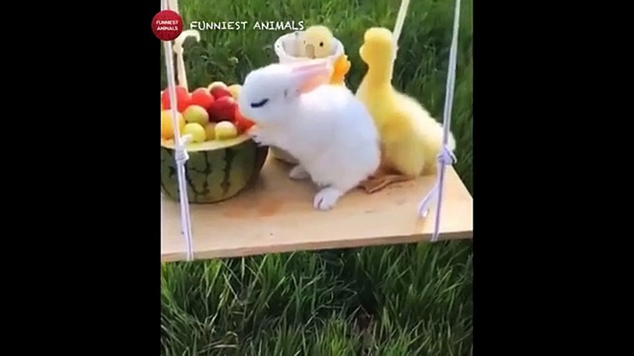 Cutest_baby_animals_Videos_Compilation_Cute_moment_of_animals_-_Funniest_Animals_#1(360p)