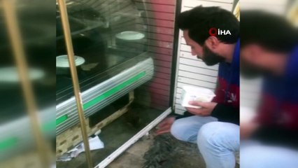 Restoranda mahsur kalan kediyi kapı altından beslediler