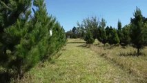 Los australianos se preparan para celebrar la Navidad eligiendo el mejor abeto