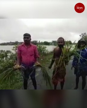 Nagapattinam farmers lose crops to heavy rains due to Cyclone Burevi
