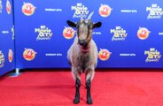 Kevin Bacon, Gal Gadot and Chadwick Boseman win at 2020 MTV Movie   TV Awards: GOAT