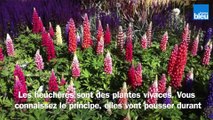 Roland Motte, jardinier : plantez des heuchères pour leur variétés, formes et couleurs
