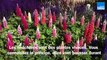 Roland Motte, jardinier : plantez des heuchères pour leur variétés, formes et couleurs