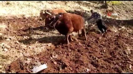 Tarım Araçlarının Giremediği Alanlarda Karasaban Devreye Giriyor