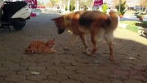 Kedi ile Köpeğin Şaşırtan Dostluğu