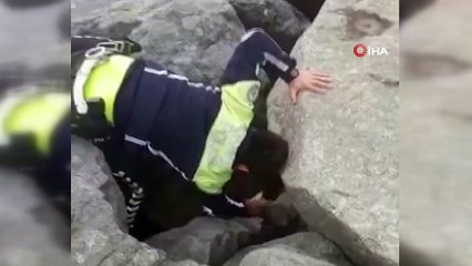 Kayaların arasına sıkışan yaralı martıyı trafik polisi kurtardı