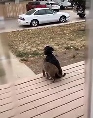 Best friendship ever cat and a dog so cute