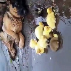 Dog having love and friendship between baby