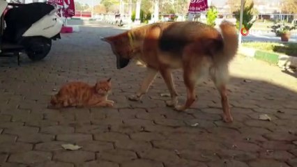 Kedi ile köpeğin şaşırtan dostluğu
