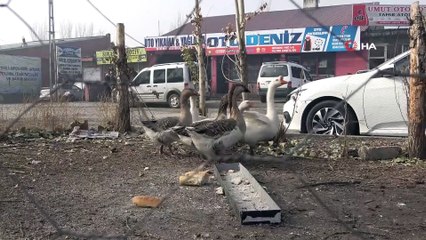 Pandemide dışardan almak istemediği kazları kendisi yetiştiriyor