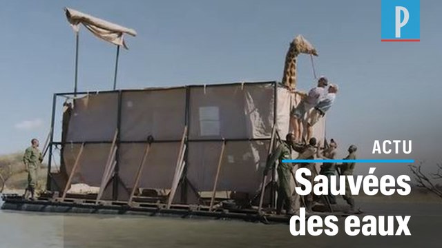 Kenya : des girafes en voie d'extinction évacuées d'une île inondée