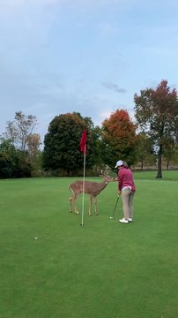 Ce jeune cerf se balade sur un terrain de gofl