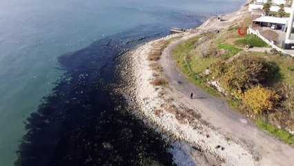 Ambarlı Sahili’nde binlerce deniz anası kıyıya vurdu