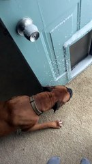 Doggy Surprised by Overnight Snow