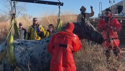 Horse rescued from icy lake