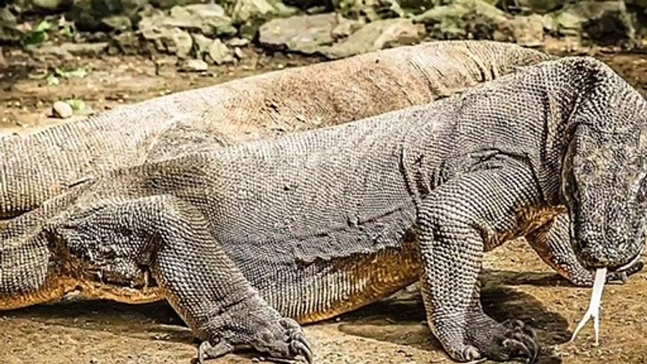Will Lizard Kill Human?