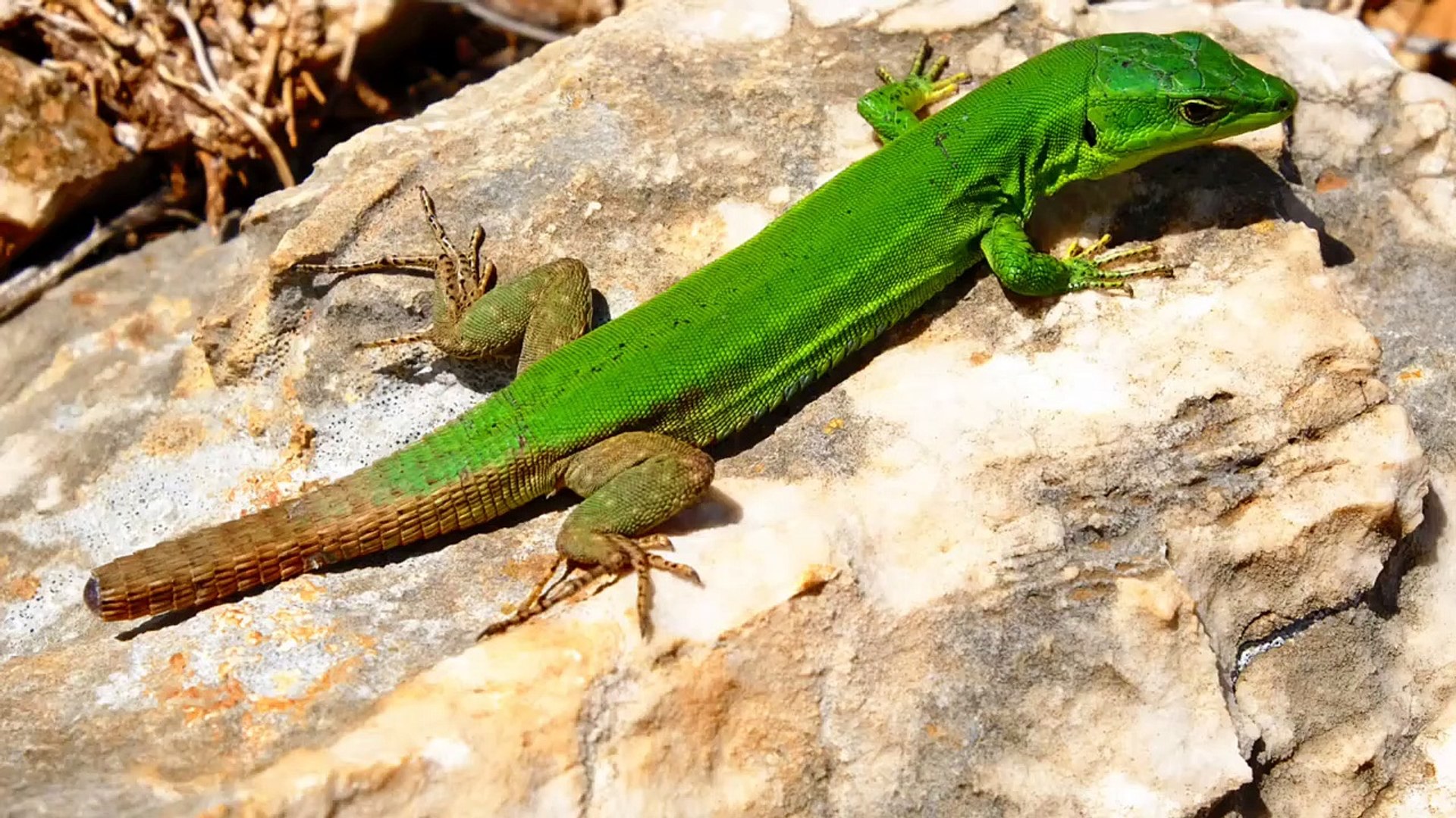 ⁣What Kills Lizards Instantly?